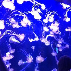 Meet your Posher, Blair